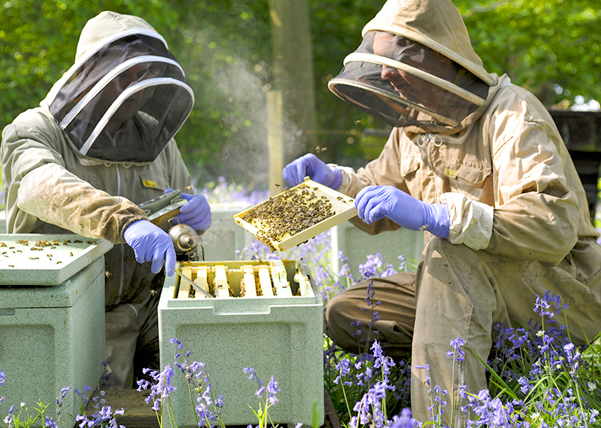 EPS beehive poly-hive